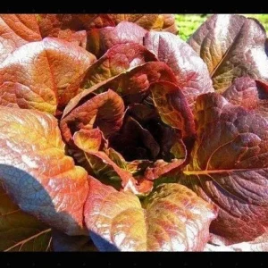 Cimmaron Red Romaine Lettuce Seeds - Heirloom, Crisp, Bulk - Image 4