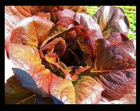 Cimmaron Red Romaine Lettuce Seeds - Heirloom, Crisp, Bulk - Image 4