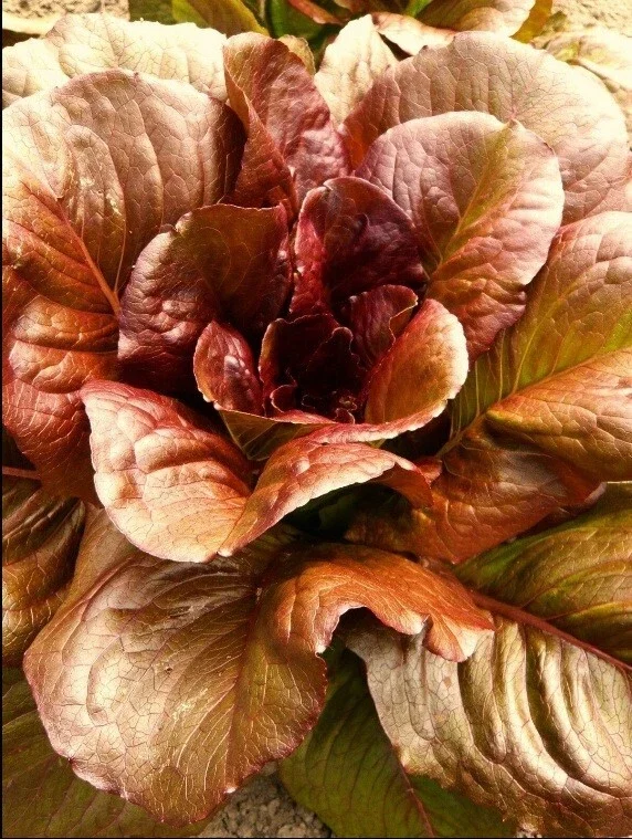 Cimmaron Red Romaine Lettuce Seeds - Heirloom, Crisp, Bulk - Image 1