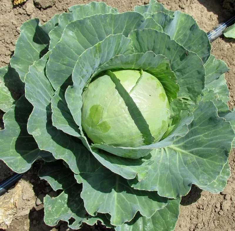 Copenhagen Market Cabbage Seeds - Early Harvest, 4-5 lbs Heads, 200-4000 Seeds - Image 1