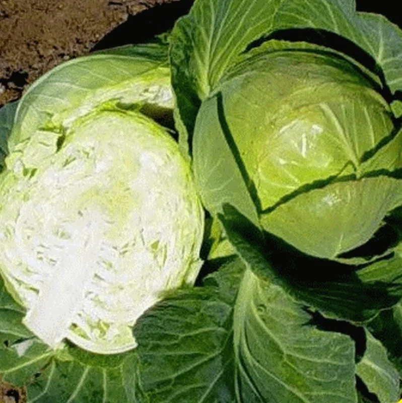 Copenhagen Market Cabbage Seeds - Early Maturing, 4-5 lbs Heads, 200-4000 Seeds - Image 2