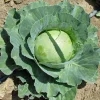 Copenhagen Market Cabbage Seeds - Early Maturing, 4-5 lbs Heads, 200-4000 Seeds - Image 1