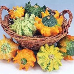 Crown of Thorns Shenot Gourd 10 - 300 Seeds Bicolor Ornamental Ten Commandments - Image 2