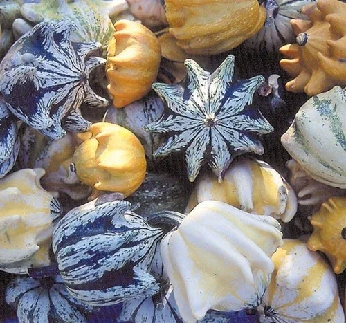 Crown of Thorns Shenot Gourd 10 - 300 Seeds Bicolor Ornamental Ten Commandments - Image 3
