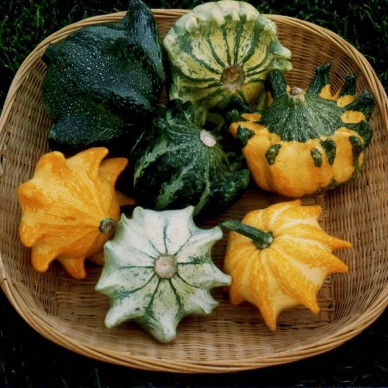 Crown of Thorns Shenot Gourd 10 - 300 Seeds Bicolor Ornamental Ten Commandments - Image 1
