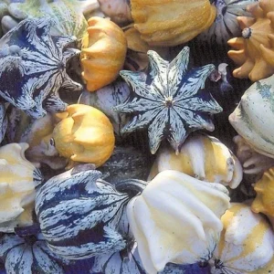 Crown of Thorns Shenot Gourd Seeds - Bicolor Ornamental Ten Commandments - 10-300 Seeds - Image 3