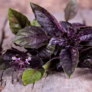 Dark Opal Purple Basil Live Plant Seedlings - 3 Pack, 5-9 Inches Tall, Aromatic Herb - Image 1