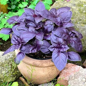 Dark Opal Purple Basil Live Seedlings – 3-9 Live Plants, 5-9 inches Tall, Indoor/Outdoor Herb - Image 2