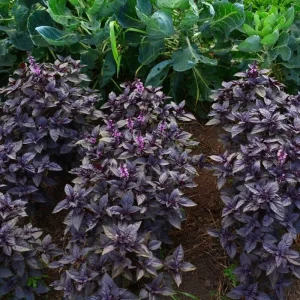 Dark Opal Purple Basil Live Seedlings - 3 Plants, 5-9 inch Aromatic Herb for Pesto - Image 4
