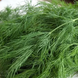 Dill Long Island Mammoth Seeds - Fragrant Culinary Herb, 100-2000 Seeds, Outdoor - Image 2