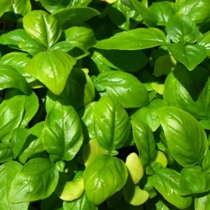 Genovese Basil Seeds - Heirloom Culinary Herb Garden Plant - 150 or 1000 Seeds - Image 2