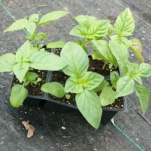 Genovese Basil Seeds - Heirloom Culinary Herb Garden Plant - 150 or 1000 Seeds - Image 3