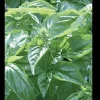 Genovese Basil Seeds - Heirloom Culinary Herb Garden Plant - 150 or 1000 Seeds - Image 1