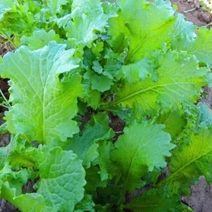 Green Wave Mustard Seeds - Tender, Cold Hardy, Spicy Microgreens - 150-3000 Seeds - Image 3
