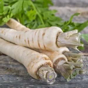 Harris Model Parsnip Seeds - Heirloom Vegetable, Hardy, Nutty Flavor, 100-4000 Seeds - Image 2