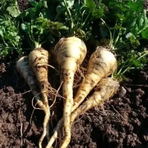 Harris Model Parsnip Seeds - Heirloom Vegetable, Hardy, Nutty Flavor, 100-4000 Seeds - Image 3