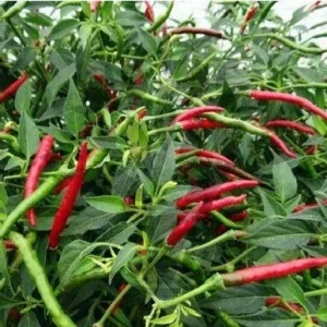 Heirloom Vegetable & Herb Live Seedlings - Rare Plant Selection - Image 10
