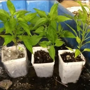 Heirloom Vegetable & Herb Live Seedlings - Rare Plant Selection - Image 11