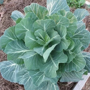 Heirloom Vegetable & Herb Live Seedlings - Rare Plant Selection - Image 19