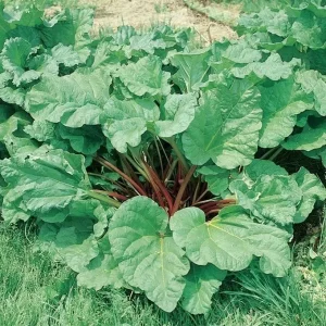 Heirloom Vegetable & Herb Live Seedlings - Rare Plant Selection - Image 21