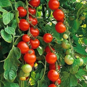 Heirloom Vegetable & Herb Live Seedlings - Rare Plant Selection - Image 23