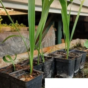 Heirloom Vegetable & Herb Live Seedlings - Rare Plant Selection - Image 26