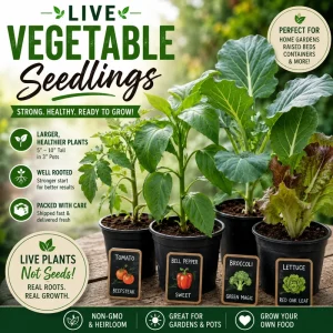 Heirloom Vegetable & Herb Live Seedlings - Rare Plant Selection - Image 28