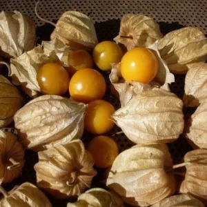 Heirloom Vegetable & Herb Live Seedlings - Rare Plant Selection - Image 3