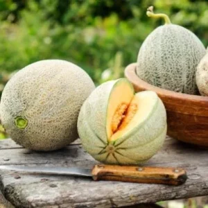 Honey Rock Cantaloupe Seeds - 25 Seed Pack - Sweet, Compact Melon, Tough Rind - Image 1