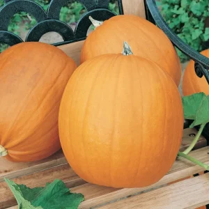 Jack-O-Lantern Pumpkin Seeds – Heirloom, Non-GMO, 100-800 Seeds for Carving & Pie, Outdoor - Image 5