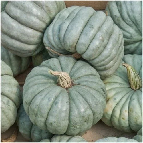 Jarrahdale Blue Pumpkin Seeds - 10 Heirloom Queensland Decorative Seeds for Baking - Image 2