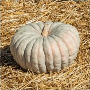 Jarrahdale Blue Pumpkin Seeds - 10 Heirloom Queensland Decorative Seeds - Image 3