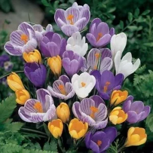 Jumbo Crocus Mixture Bulbs - Fall Planting for Early Spring Blooms - USDA Zones 3-9 - Image 2