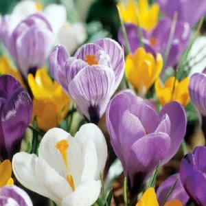 Jumbo Crocus Mixture Bulbs - Fall Planting for Early Spring Blooms - USDA Zones 3-9 - Image 1