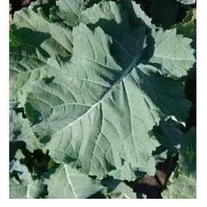 Kale Seed Combo Pack - Lacinato, Red Russian, Blue Curled, Siberian Premier - 400 Seeds - Image 4