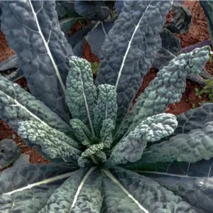 Kale Seeds Combo Pack - Lacinato, Red Russian, Blue Curled, Siberian Premier - 100 Seeds Each - Image 3