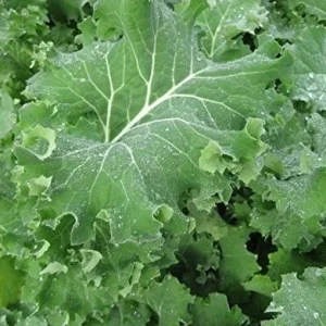 Kale Seeds Combo Pack - Lacinato, Red Russian, Blue Curled, Siberian Premier - 100 Seeds Each - Image 5