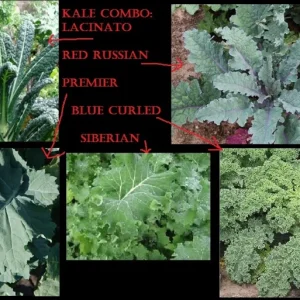 Kale Seeds Combo Pack - Lacinato, Red Russian, Blue Curled, Siberian Premier - 100 Seeds Each - Image 1