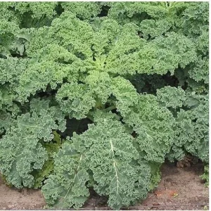 Kale Seeds Mix - 4 Varieties: Lacinato, Red Russian, Blue Curled, Siberian - 100 Seeds Each - Image 2