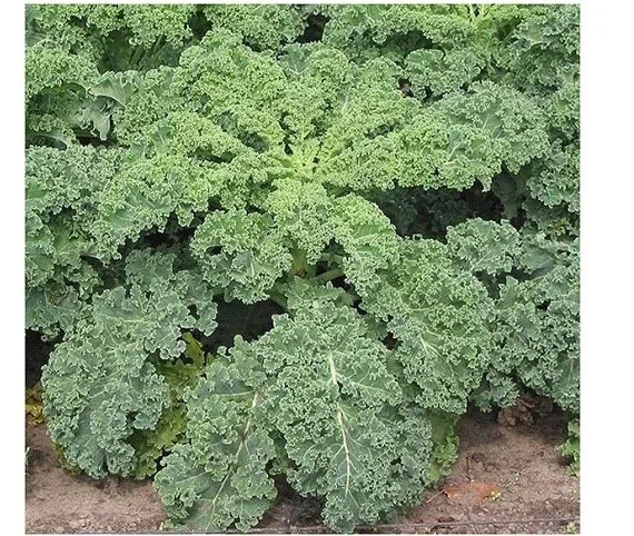 Kale Seeds Mix - 4 Varieties: Lacinato, Red Russian, Blue Curled, Siberian - 100 Seeds Each - Image 2