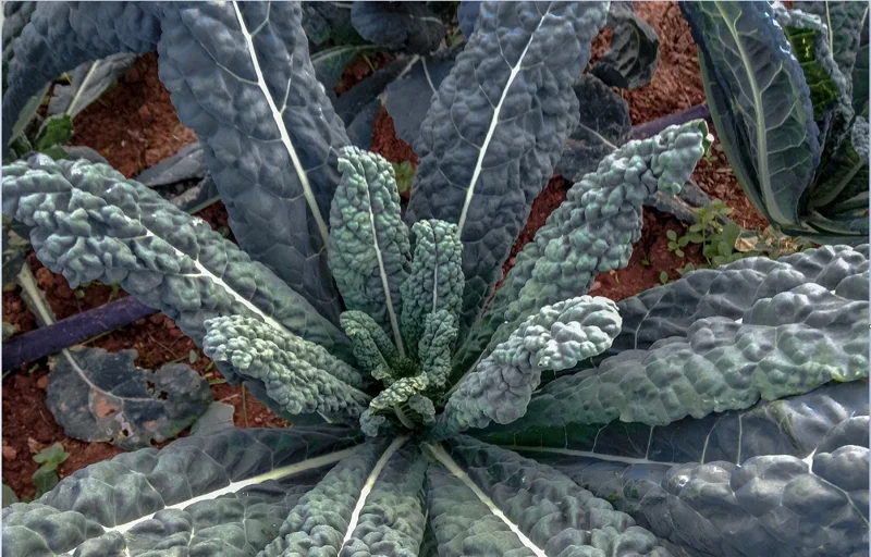 Kale Seeds Mix - 4 Varieties: Lacinato, Red Russian, Blue Curled, Siberian - 100 Seeds Each - Image 3
