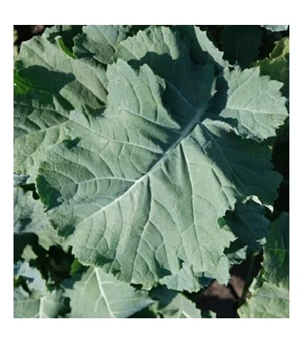Kale Seeds Mix - 4 Varieties: Lacinato, Red Russian, Blue Curled, Siberian - 100 Seeds Each - Image 4