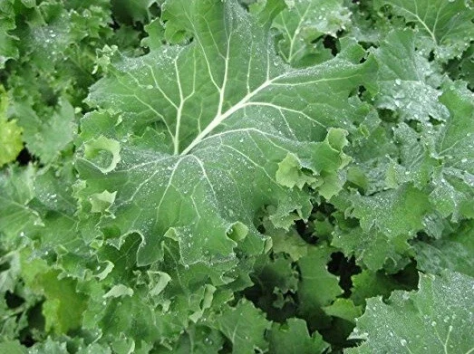 Kale Seeds Mix - 4 Varieties: Lacinato, Red Russian, Blue Curled, Siberian - 100 Seeds Each - Image 5