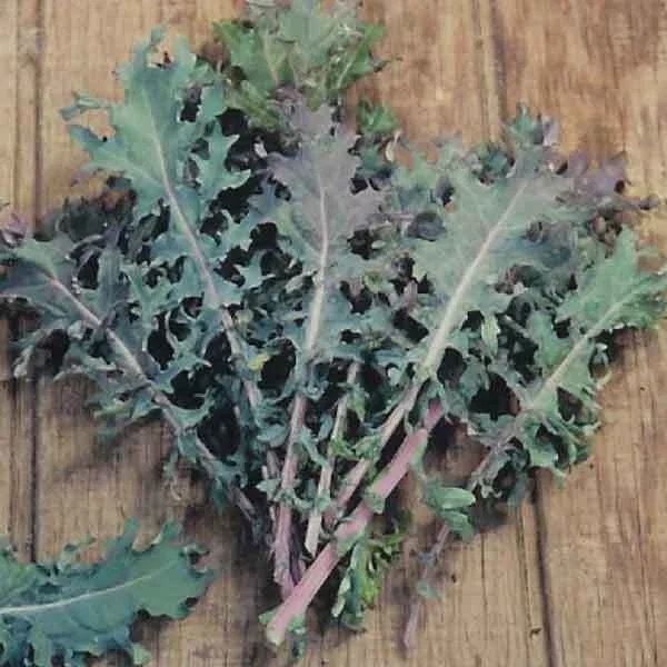 Kale Seeds Mix - 4 Varieties: Lacinato, Red Russian, Blue Curled, Siberian - 100 Seeds Each - Image 6