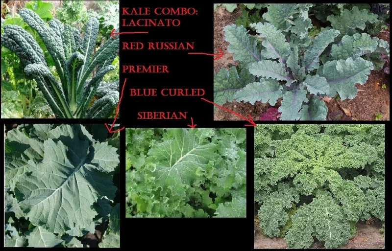 Kale Seeds Mix - 4 Varieties: Lacinato, Red Russian, Blue Curled, Siberian - 100 Seeds Each - Image 1