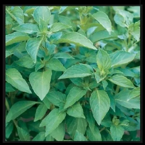 Lemon Basil Seeds - Aromatic Herb Seeds for Container & Garden - Easy to Grow - Image 2