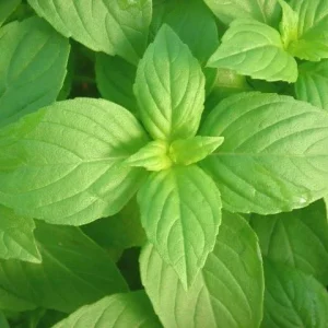 Lemon Basil Seeds - Aromatic Herb Seeds for Container & Garden - Easy to Grow - Image 1