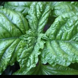 Lettuce Leaf Basil Live Plant Seedlings - Aromatic Herb - 3 to 9 Pack, 5-9" Tall - Image 2