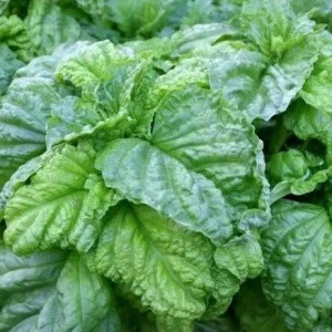Lettuce Leaf Basil Live Plant Seedlings - Aromatic Herb - 3 to 9 Pack, 5-9" Tall - Image 1