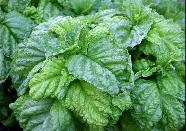 Lettuce Leaf Basil Live Plant Seedlings - Aromatic Herb - 3 to 9 Pack, 5-9" Tall - Image 1